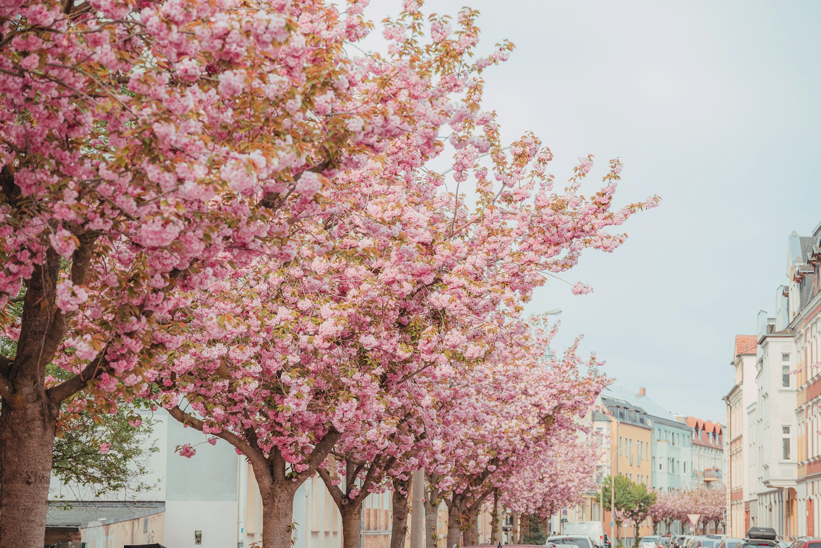 The Chinese Spring Reset: A 2-Week Liver Cleanse (No Juices Required)