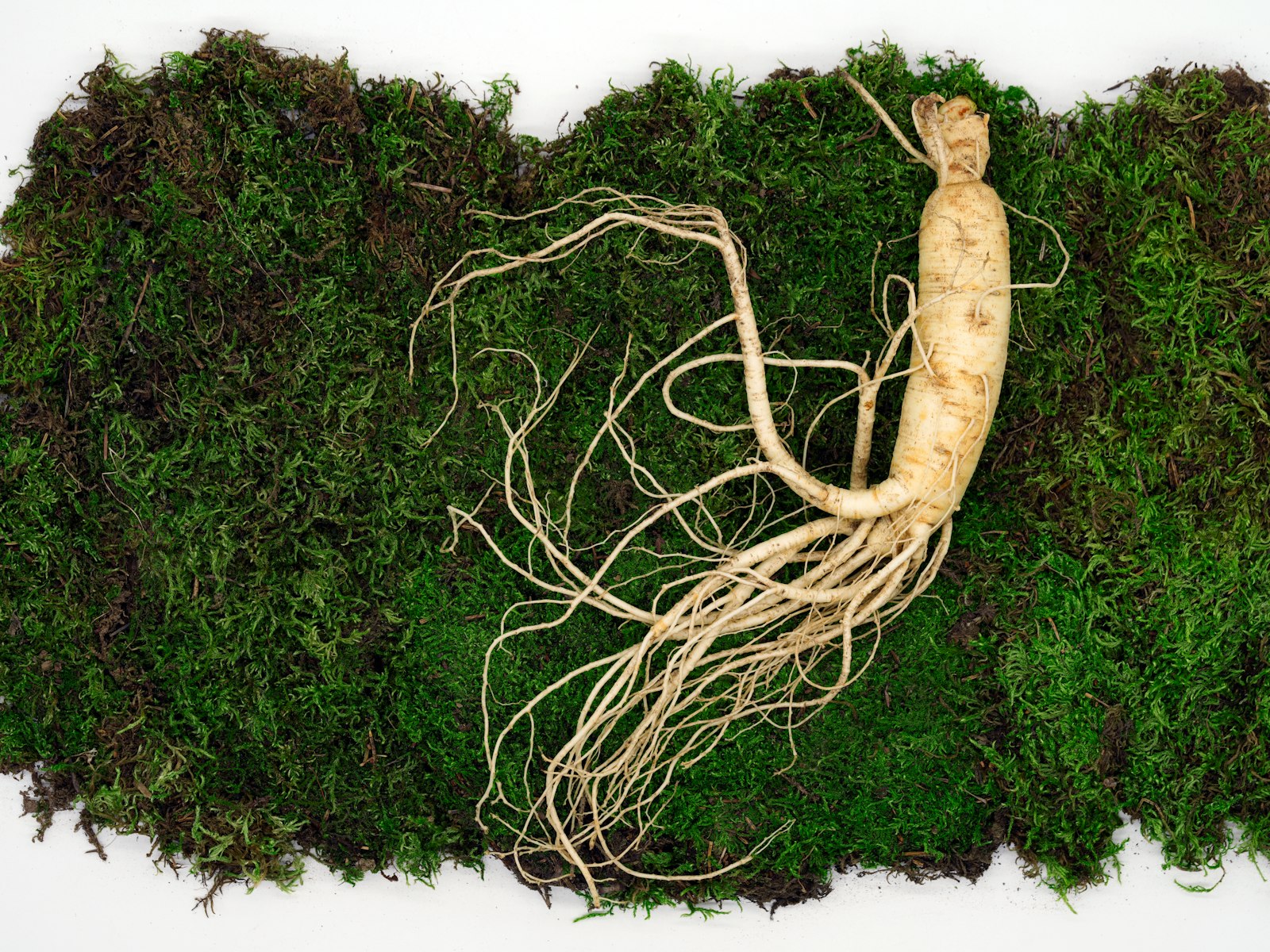 Chinese herbal medicine ingredients including dried roots and herbs used to balance different body types