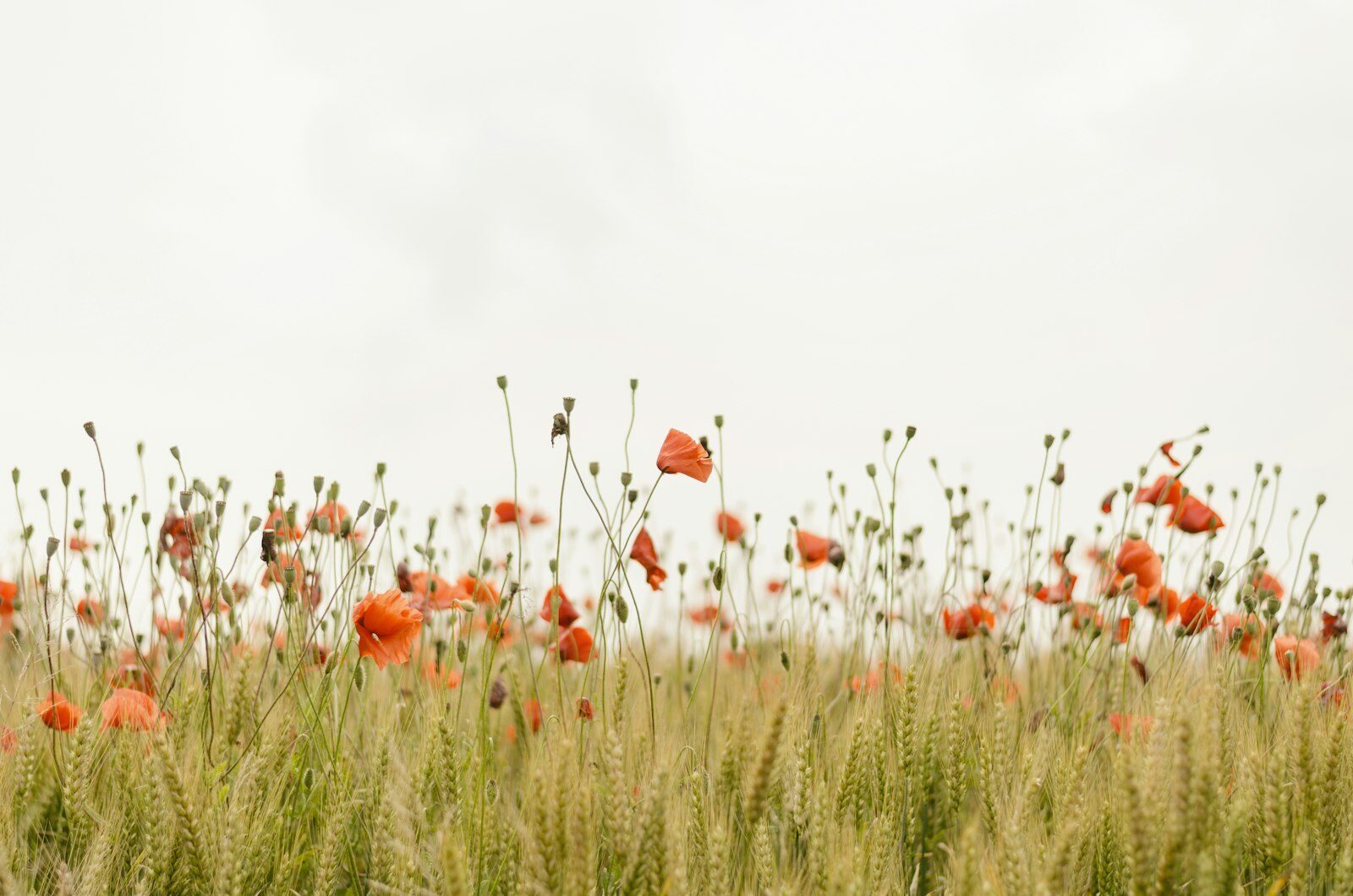 The Willow’s Whisper: A Spring Qigong Flow to Release Winter’s Stiffness