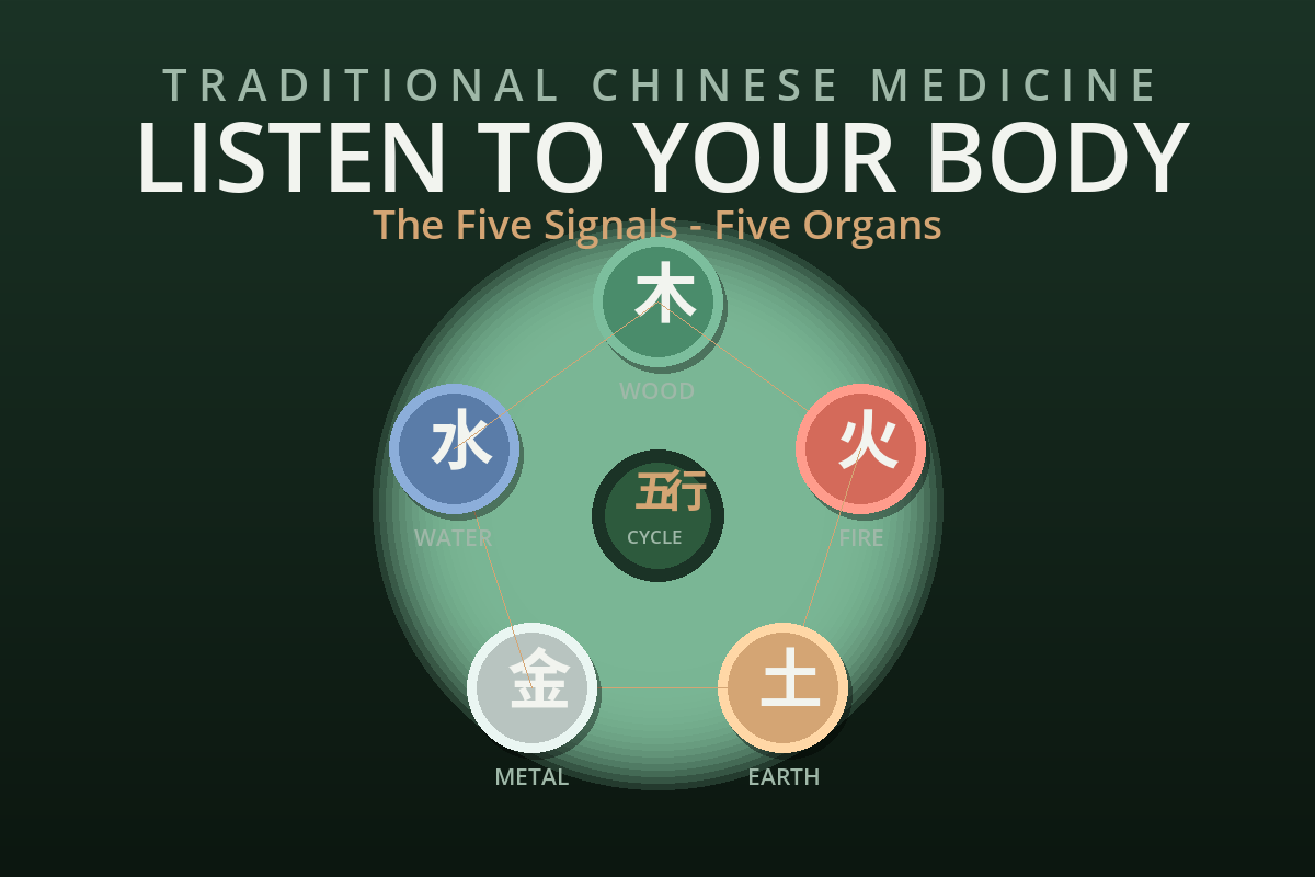 Too Much Gas, Sweating, Peeing, Oil or Dreams? In TCM, Each Signal Points to a Different Organ